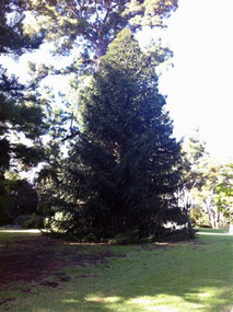 Photograph - Digitised only, Martin Stevens, Burnley Gardens Views, 2011