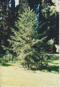 Photograph - Colour prints, Denise Johnstone, Burnley College & Yarraville Gardens, 1999
