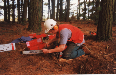 Photograph - Colour prints and negatives, Kodak Premium Processing, Tree Felling and Diseases, 1994-2000