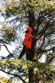 Photograph - Colour prints and negatives, Denise Johnstone, Tree Climbing at Creswick, c. 1998