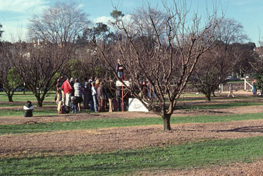 Photograph - Colour slides, Kodachrome, Fruit and Vegetable Display, 1978
