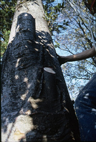 Album - Colour slides, Kodachrome, Arboriculture, 1986