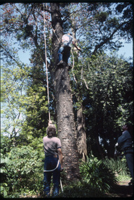 Album - Colour slides, Kodachrome, Burnley Trees, 1970-1985