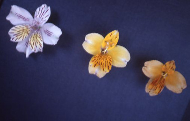 Slide - Colour slides, Kodachrome, Alstroemeira Flowers, 1990