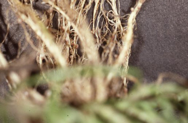 Slide - Colour slides, Ektachrome, Mulch, 1987-1988