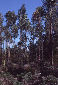 Album - 35mm Colour slides, Kodachrome, Arboriculture Diseases, 1980-1981