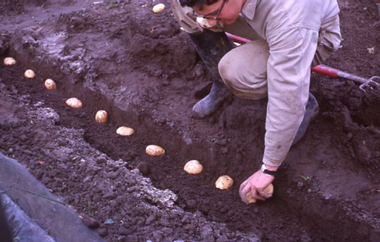 Photograph - 35mm Colour slides, Kodachrome, Vege Plots, 1963-1979