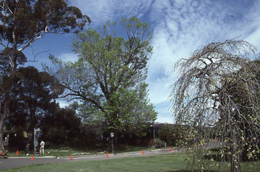 Photograph - 35mm Colour slides, Tree Cutting, 1985