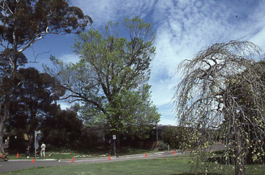 Photograph - 35mm Colour slides, Kodachrome, Tree Cutting, 1985
