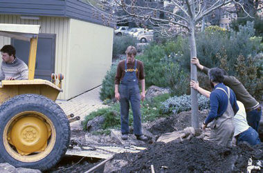 Slide - 35mm Colour slides, Quad Planting, 1985
