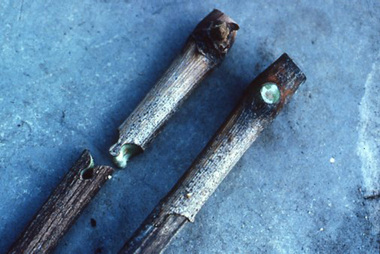 Photograph - 35mm Colour slides, Ektachrome, Grafting, 1988