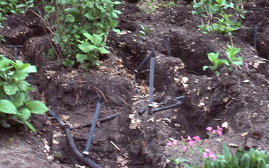 Slide - 35mm Colour slides, Kodachrome, Sunken Garden and Ro-Tree, 1984