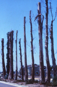Photograph - 35mm Colour slides, Kodachrome, Arboriculture, Unknown