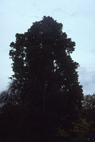 Album - 35mm Colour slides, Arboriculture