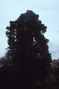 Photograph - 35mm Colour slides, Kodachrome, Arboriculture, Unknown