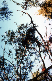 Slide - 35mm Colour slides, Denise Johnson, Arboriculture Pests and Diseases, 2000