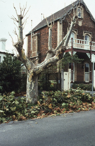 Slide - 35mm Colour slides, Kodachrome, Tree Pruning, 1996