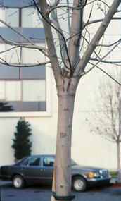 Photograph - 35mm Colour slides, Hazard Trees