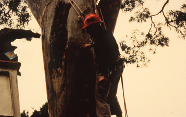 Photograph - 35mm Colour slides, Ektachrome, ELB and Tree Pruning, Unknown