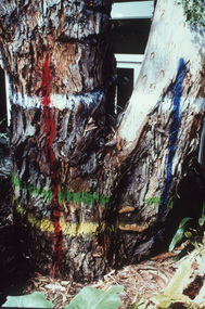 Album - 35mm Colour slides, E. mannifera Trial, 2000