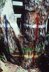 Photograph - 35mm Colour slides, D. Johnstone, Diseases, 2000