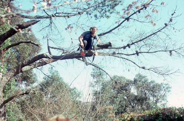 Slide - 35mm Colour slides, Tree Lopping, 1982
