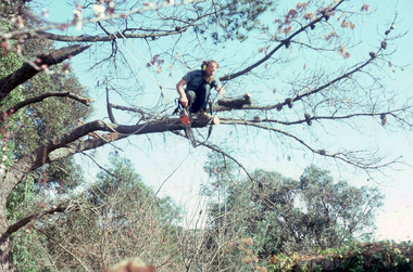 Slide - 35mm Colour slides, Kodachrome, Tree Lopping, 1982