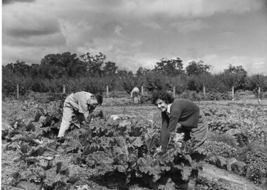 Photograph - Black and white print, Athol Shmith Studio Illustrative Photography, Students at Work in the Vegetable Field, c. 1943