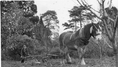 Photograph - Black and white print, A.W. Jessep, A Student Ploughing in the Orchard, Unknown