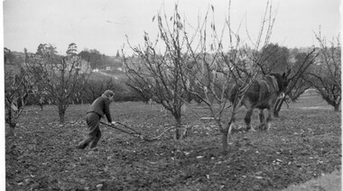 Photograph - Black and white print, A Girl Student Ploughing in the Orchard