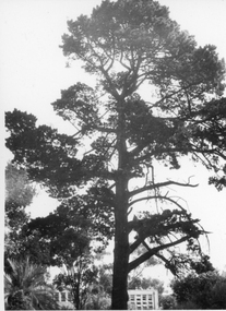 Photograph - Black and white print, Miscellaneous Photographs, Unknown