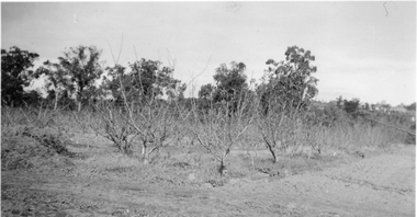 Photograph - Black and white and colour prints and negatives, Dept pf Agriculture, Victoria, Miscellaneous Burnley, 1942-1943