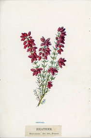 Print - Colour Plates, Flower Portraits