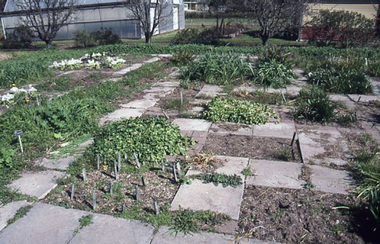 Slide - 35mm Colour slides, Burnley Bulb Bed, C. 1998