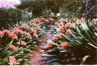 Photograph - colour print, Burnley Camellia Walk, Winter 2015