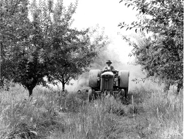 Photograph - Black and white print, Man on Tractor in the Orchard, Unknown