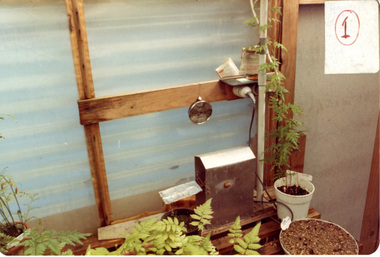 Photograph - colour prints, Kodak, Ferns, 25.10.1980