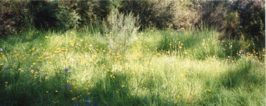 Photograph - colour print, Fujicolour, Grassland, 1999