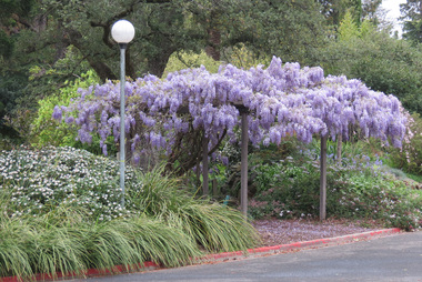 Photograph, Andrew Smith, Wisteria Arbour, Sept 2014