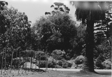 Photograph - Black and white photograph, E.M. Gibson, Hilda Kirkhope Rockery, March/April 1942