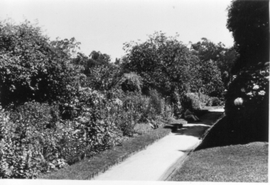Photograph - Black and white photograph, E.M. Gibson, Orchard Border, March/April 1942