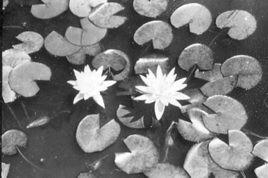 Photograph - Black and white photograph, E.M. Gibson, Waterlilies, March/April 1942