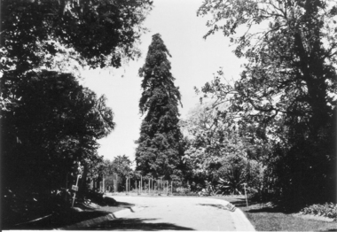 Photograph - Black and white photograph, E.M. Gibson, Californian Redwood, March/April 1942
