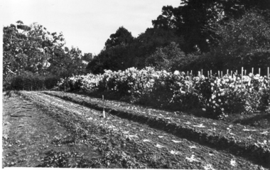Photograph - black and white  photograph, E.M. Gibson, Flowers in the Orchard, March/April 1942
