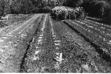 Photograph - Black and white photograph, E.M. Gibson, Seedlings Growing in the Orchard, March/April 1942