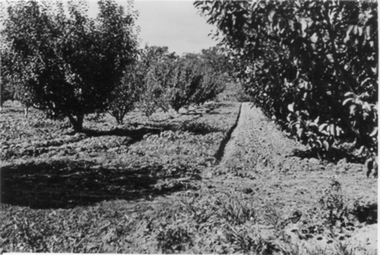 Photograph - Black and white photograph, E.M. Gibson, Orchard, March/April 1942