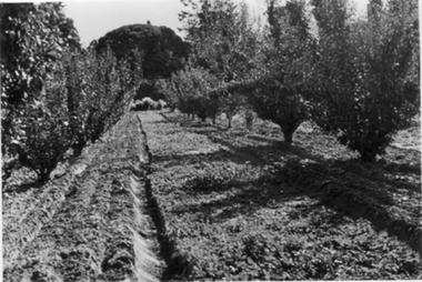 Photograph - Black and white photograph, E.M. Gibson, Orchard, March/April 1942