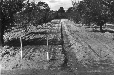 Photograph - Black and white photograph, E.M. Gibson, Orchard, March/April 1942