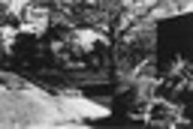 Photograph - Black and white photograph, Cacti