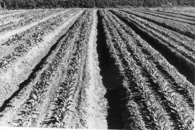 Photograph - Black and white photograph, E.M. Gibson, Seedlimgs in the Orchard, September 1942